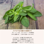 stevia15p