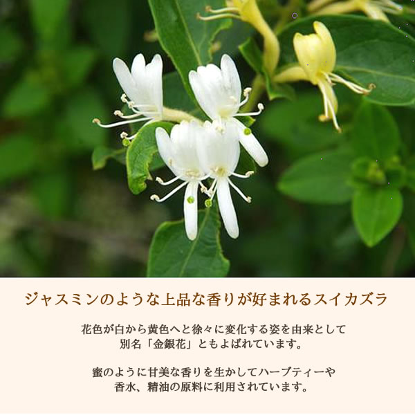 2本セット　金銀花（スイカズラ茶）金花　漢方茶　養生茶  金銀花(きんぎんか)