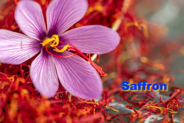 サフラン（Saffron） - 【公式】 ハーブ 専門店 Venurse ( ヴィー  