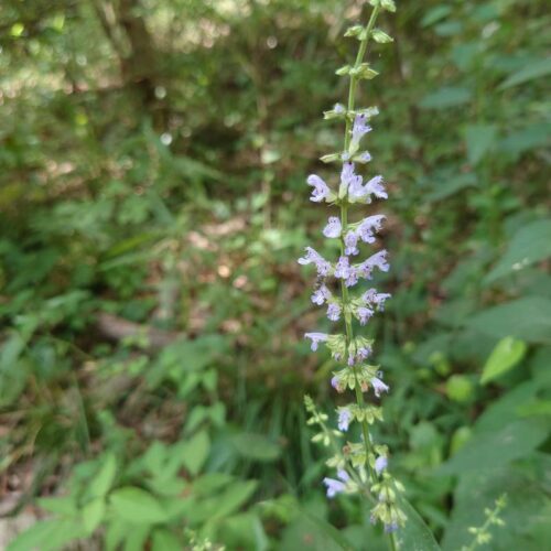 薄紫色の花が可愛いアキノタムラソウ