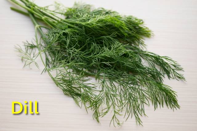 ディル(Dill) - 【公式】 ハーブ 専門店 Venurse ( ヴィーナース ) 販売 通販 サイト