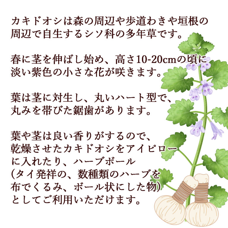 kakidooshi